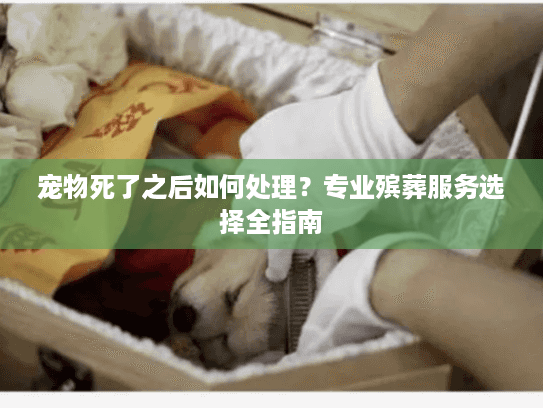 宠物死了之后如何处理？专业殡葬服务选择全指南
