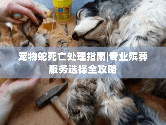 宠物蛇死亡处理指南|专业殡葬服务选择全攻略