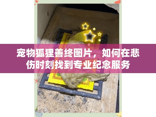 宠物狐狸善终图片，如何在悲伤时刻找到专业纪念服务