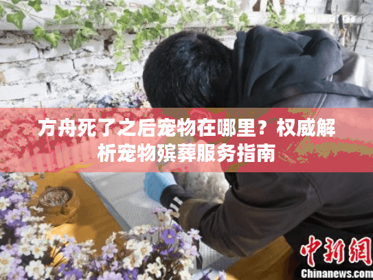 方舟死了之后宠物在哪里？权威解析宠物殡葬服务指南