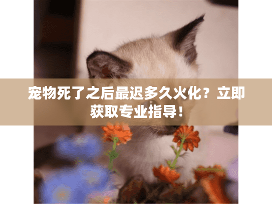 宠物死了之后最迟多久火化？立即获取专业指导！