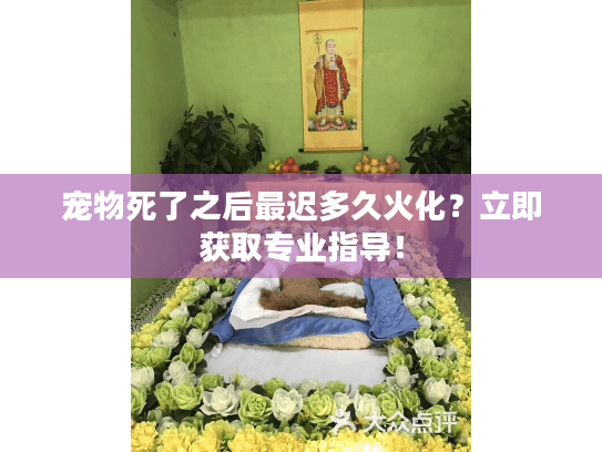 宠物死了之后最迟多久火化？立即获取专业指导！