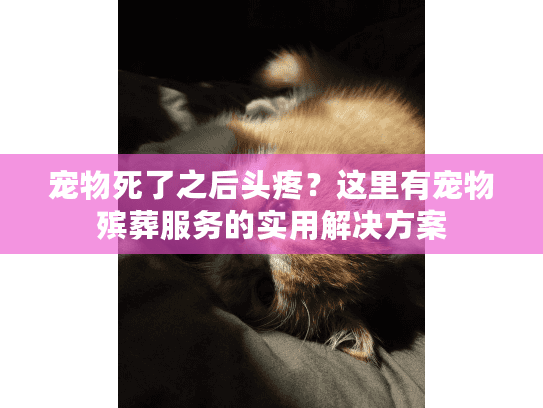 宠物死了之后头疼？这里有宠物殡葬服务的实用解决方案