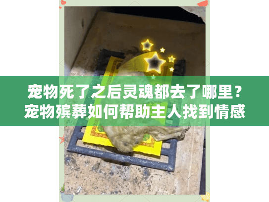 宠物死了之后灵魂都去了哪里?宠物殡葬如何帮助主人找到情感慰藉 宠物死了之后灵魂都去了哪里?宠物殡葬如何帮助主人找到情感慰藉