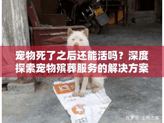 宠物死了之后还能活吗？深度探索宠物殡葬服务的解决方案