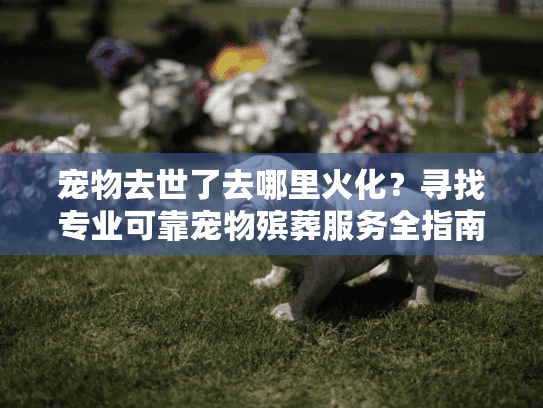 宠物去世了去哪里火化？寻找专业可靠宠物殡葬服务全指南