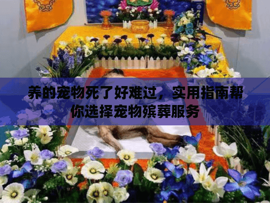 养的宠物死了好难过，实用指南帮你选择宠物殡葬服务
