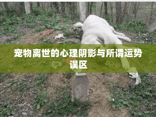 宠物离世的心理阴影与所谓运势误区