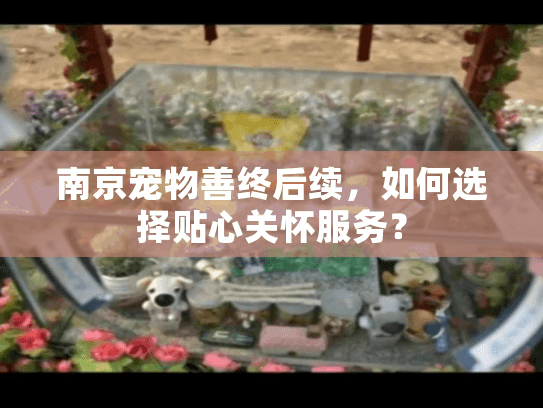 南京宠物善终后续，如何选择贴心关怀服务？