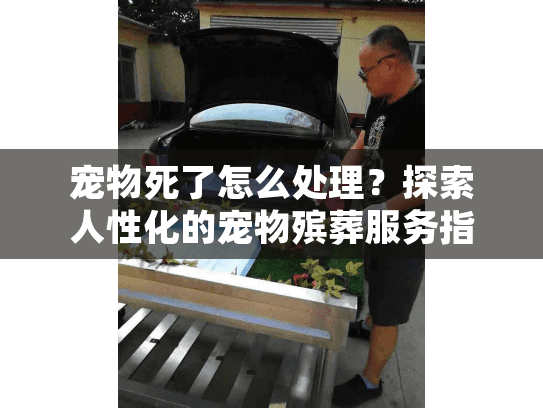 宠物死了怎么处理？探索人性化的宠物殡葬服务指南