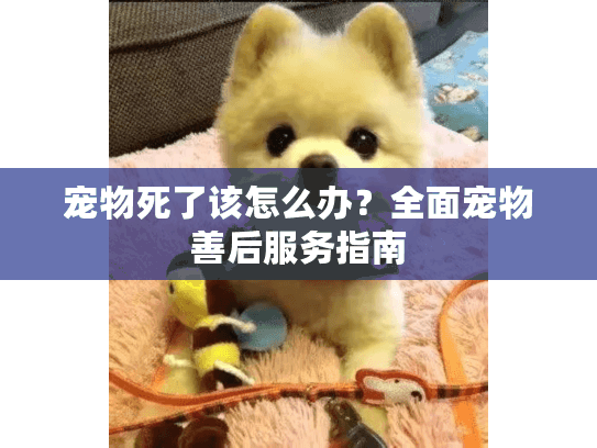 宠物死了该怎么办？全面宠物善后服务指南