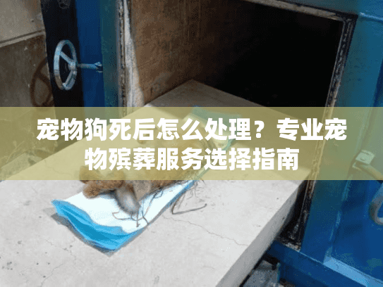 宠物狗死后怎么处理？专业宠物殡葬服务选择指南