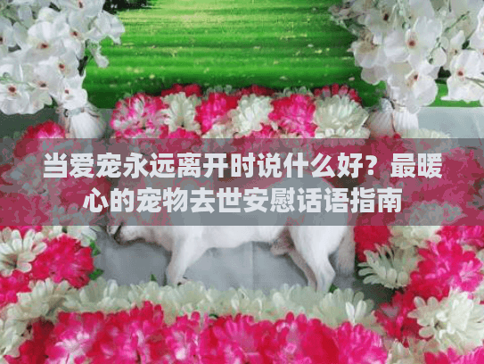 当爱宠永远离开时说什么好？最暖心的宠物去世安慰话语指南