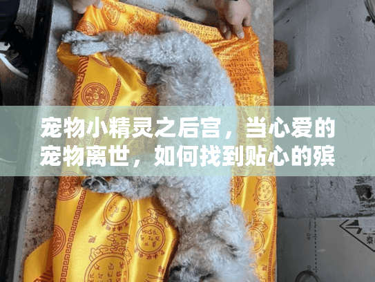 宠物小精灵之后宫，当心爱的宠物离世，如何找到贴心的殡葬服务？