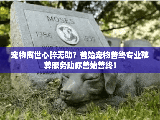 宠物离世心碎无助？善始宠物善终专业殡葬服务助你善始善终！
