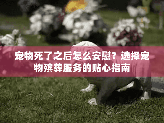 宠物死了之后怎么安慰？选择宠物殡葬服务的贴心指南