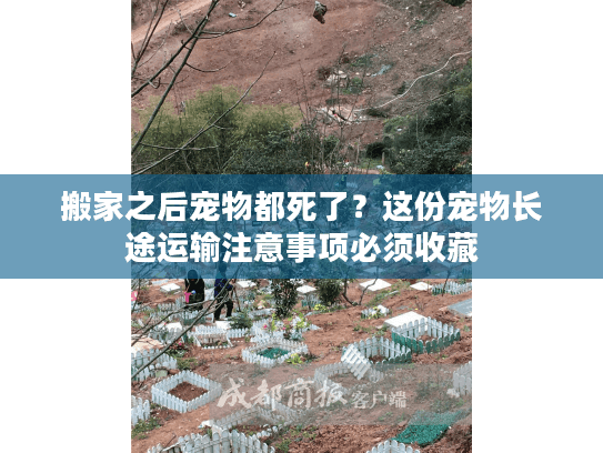 搬家之后宠物都死了？这份宠物长途运输注意事项必须收藏