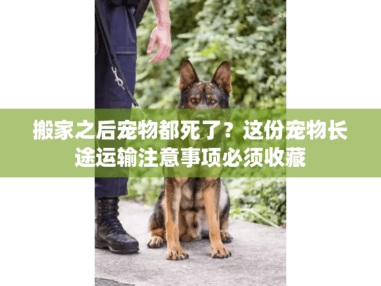 搬家之后宠物都死了？这份宠物长途运输注意事项必须收藏