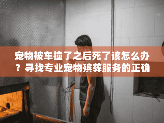 宠物被车撞了之后死了该怎么办？寻找专业宠物殡葬服务的正确步骤