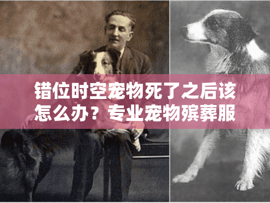 错位时空宠物死了之后该怎么办？专业宠物殡葬服务完整指南