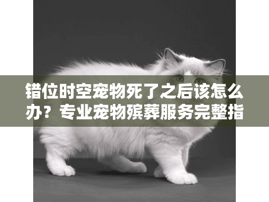 错位时空宠物死了之后该怎么办？专业宠物殡葬服务完整指南
