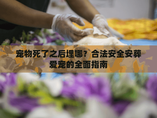 宠物死了之后埋哪？合法安全安葬爱宠的全面指南