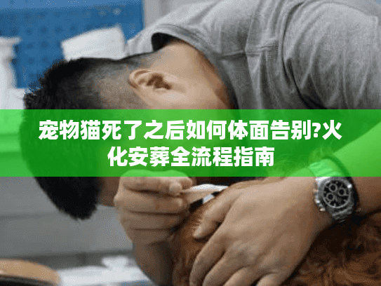 宠物猫死了之后如何体面告别?火化安葬全流程指南