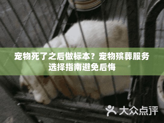 宠物死了之后做标本？宠物殡葬服务选择指南避免后悔