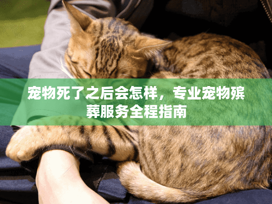 宠物死了之后会怎样，专业宠物殡葬服务全程指南