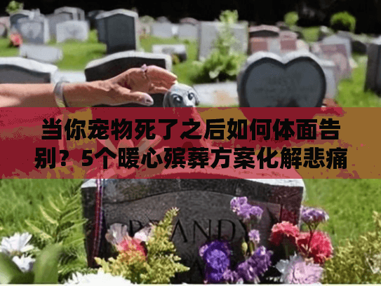 当你宠物死了之后如何体面告别？5个暖心殡葬方案化解悲痛
