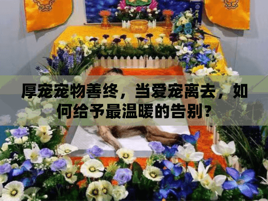 厚宠宠物善终，当爱宠离去，如何给予最温暖的告别？