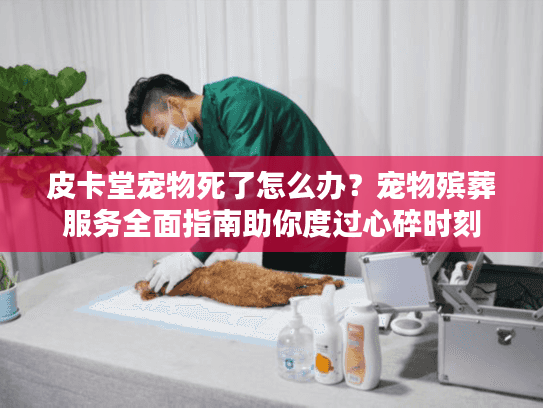 皮卡堂宠物死了怎么办？宠物殡葬服务全面指南助你度过心碎时刻