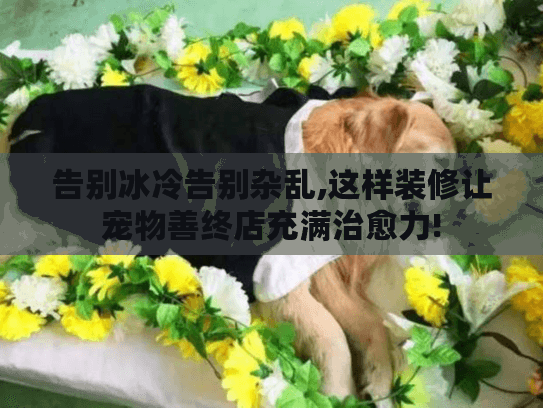 告别冰冷告别杂乱,这样装修让宠物善终店充满治愈力!
