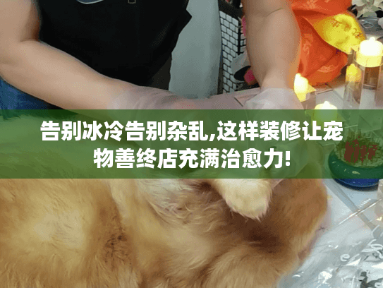 告别冰冷告别杂乱,这样装修让宠物善终店充满治愈力!