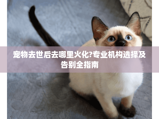 宠物去世后去哪里火化?专业机构选择及告别全指南