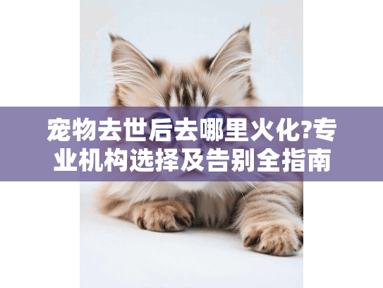 宠物去世后去哪里火化?专业机构选择及告别全指南