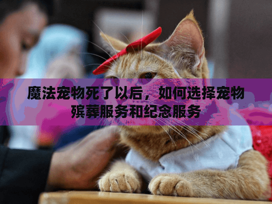 魔法宠物死了以后，如何选择宠物殡葬服务和纪念服务