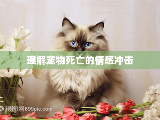 理解宠物死亡的情感冲击 理解宠物死亡的情感冲击