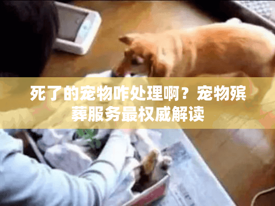 死了的宠物咋处理啊？宠物殡葬服务最权威解读