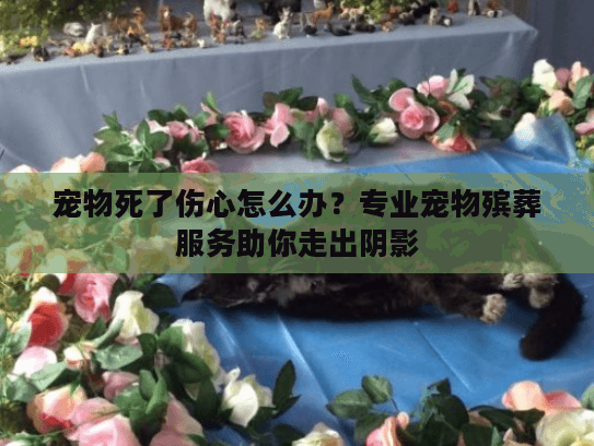 宠物死了伤心怎么办？专业宠物殡葬服务助你走出阴影