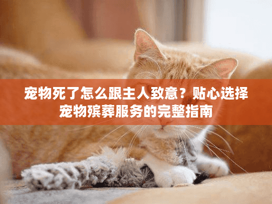 宠物死了怎么跟主人致意？贴心选择宠物殡葬服务的完整指南