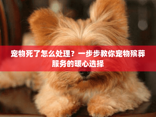 宠物死了怎么处理？一步步教你宠物殡葬服务的暖心选择