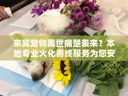 来宾宠物离世痛楚袭来？本地专业火化善终服务为您安排温暖告别