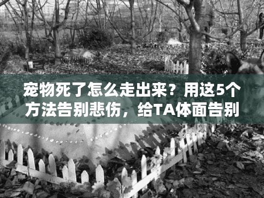 宠物死了怎么走出来？用这5个方法告别悲伤，给TA体面告别