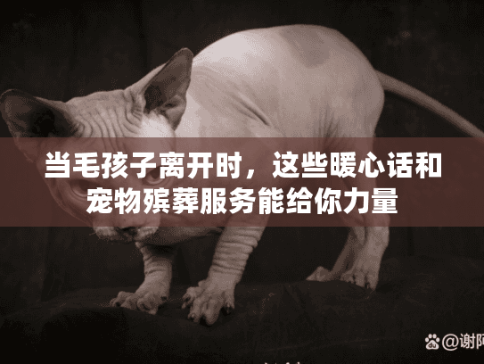当毛孩子离开时，这些暖心话和宠物殡葬服务能给你力量