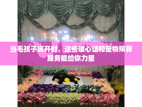 当毛孩子离开时，这些暖心话和宠物殡葬服务能给你力量