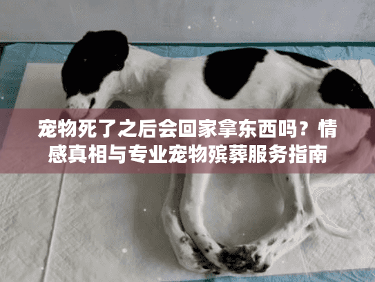 宠物死了之后会回家拿东西吗？情感真相与专业宠物殡葬服务指南