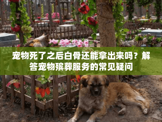 宠物死了之后白骨还能拿出来吗？解答宠物殡葬服务的常见疑问