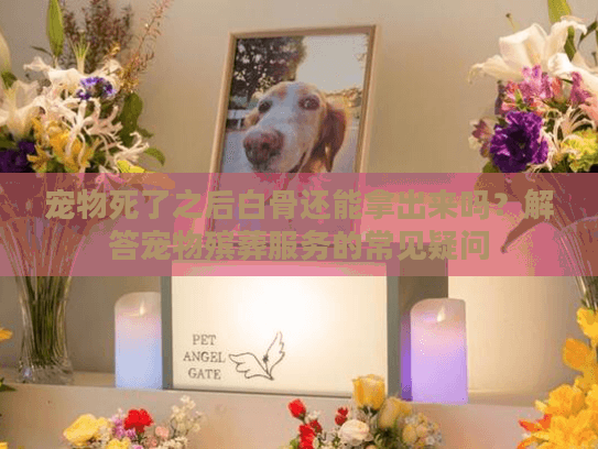 宠物死了之后白骨还能拿出来吗？解答宠物殡葬服务的常见疑问