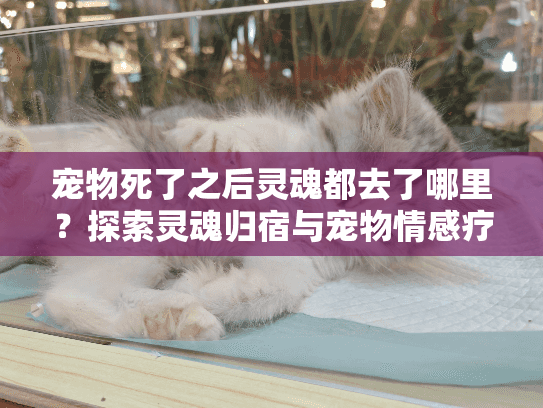 宠物死了之后灵魂都去了哪里？探索灵魂归宿与宠物情感疗愈之旅